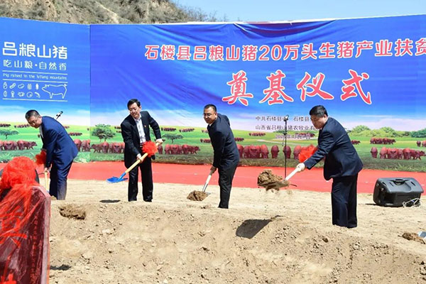 石楼县吕粮山猪20万头生猪产业扶贫项目奠基开工