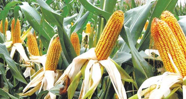 什么时间开始种春玉米 01e31b8d267949329c33e7474cf4bfbc.jpeg