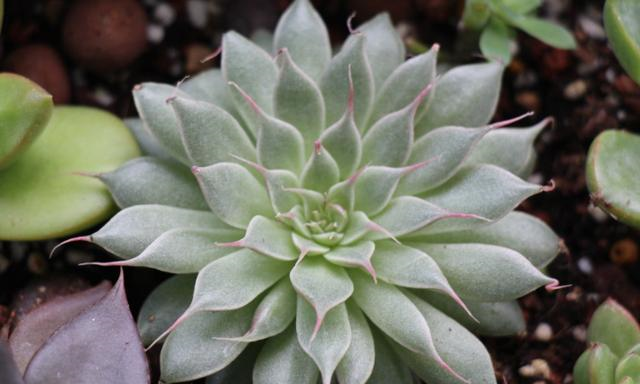 种植多肉花 03644f80e7cb43bba646f8913a49f21d.png