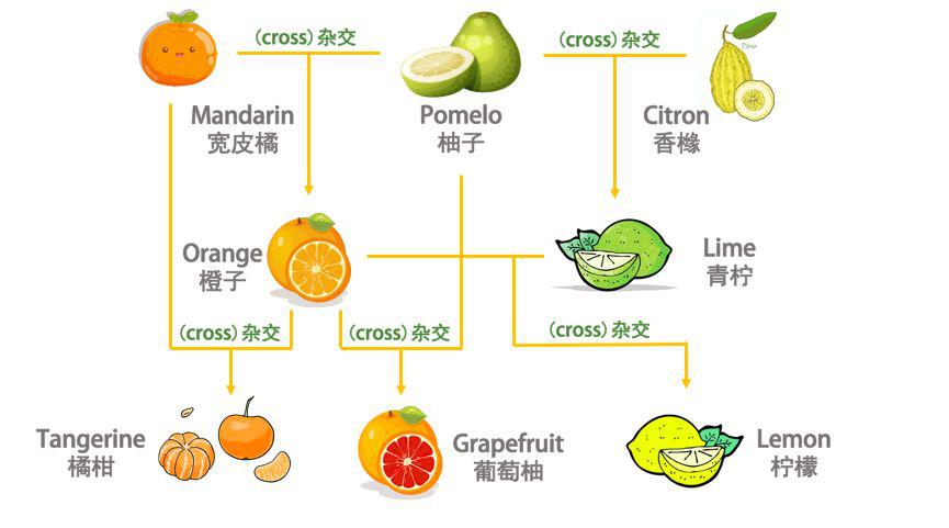 原来 橙子orange是 宽皮橘mandarin与 柚子pomelo的"爱情结晶".