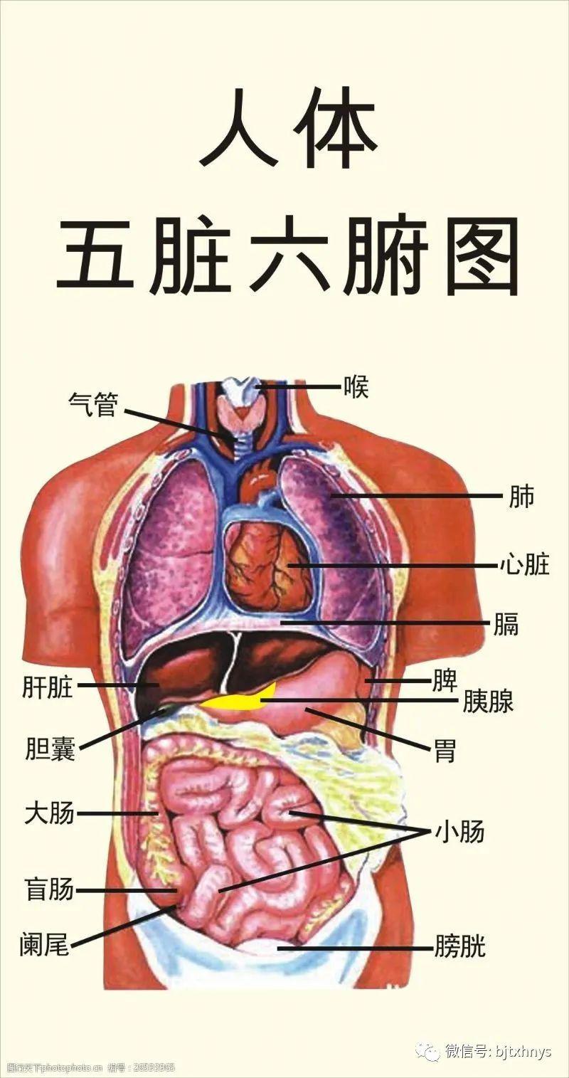 五脏六腑指的是什么?你了解吗?