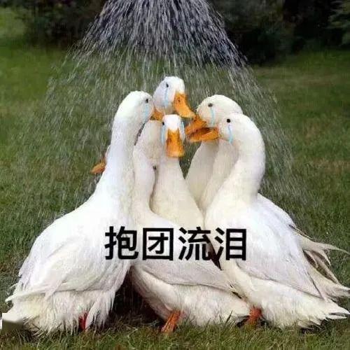 12b7afe5f90d4f36bf06491debb3a7aa.jpeg