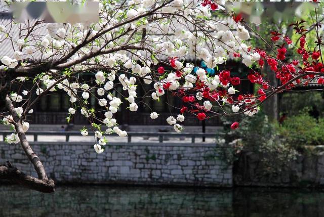 别再说"一树梨花压海棠"是苏轼写的了,作者其实另有其