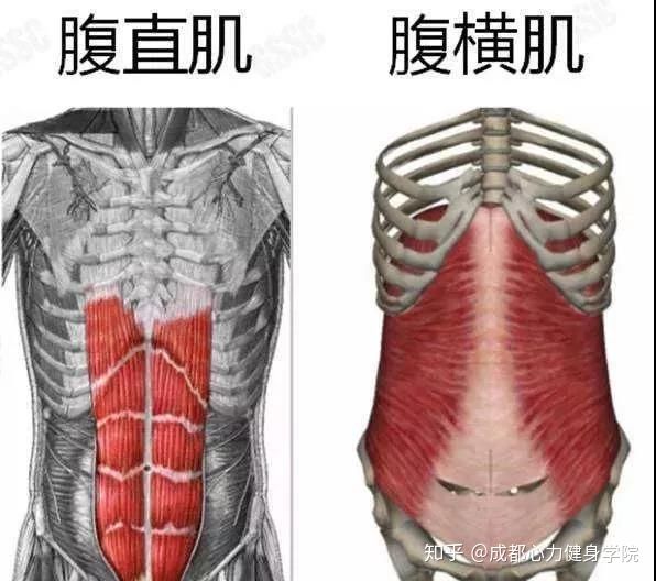 肚脐下面的肥肉,做什么运动可以减掉?