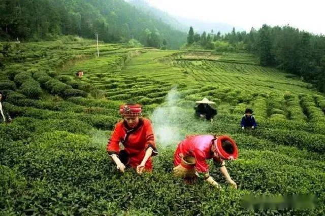 【微品鉴】利川红(利川红工夫)茶