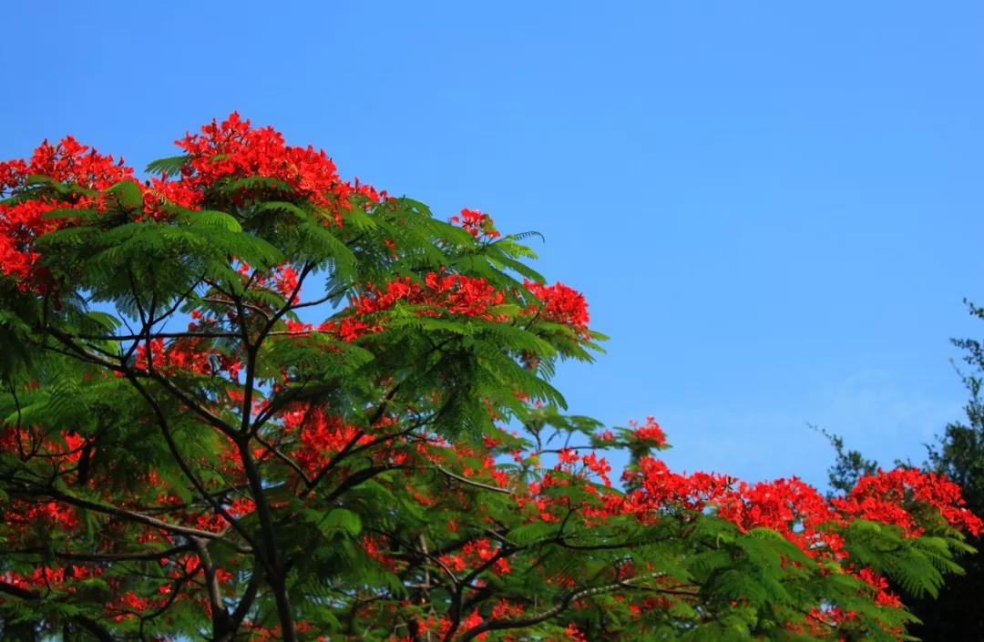 在房子周围种上这些花,你家也能美成取景地!_三亚