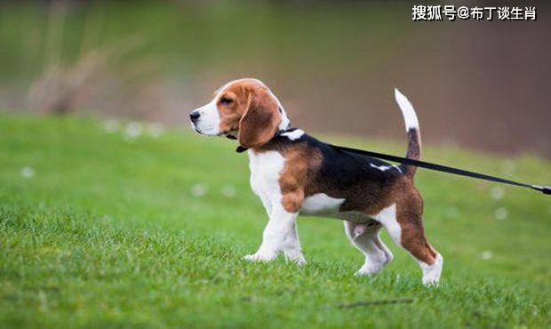 狗跟什么属相最冲 3de88cddc248493babe0ea8d04b3fa72.jpeg