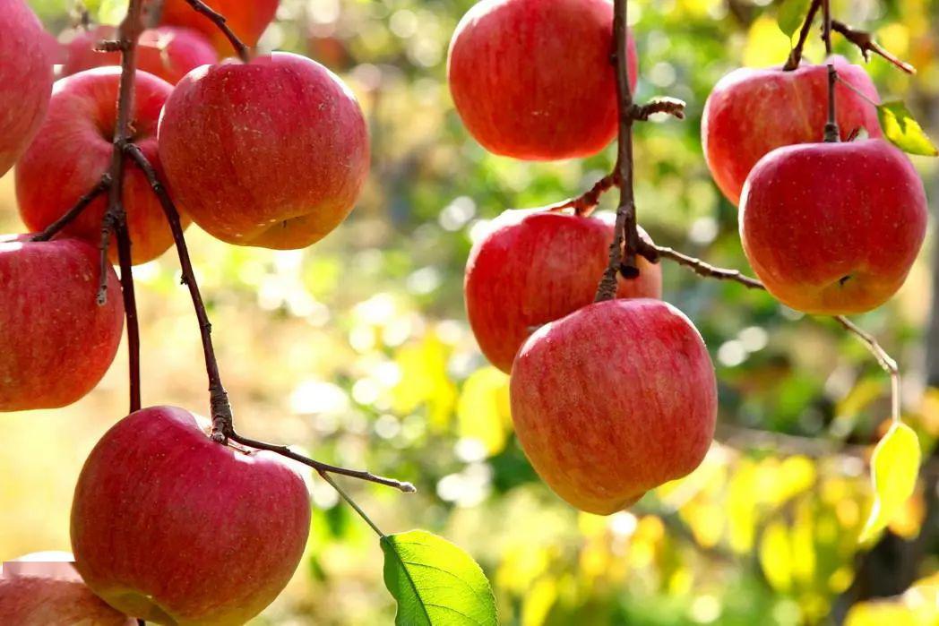 苹果加什么可以降血压 40dcc6db6ff34fdfa334fe0e388dcd9e.jpeg