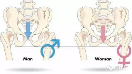 男女坐骨角度和形状的差异