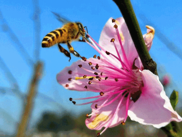 蜜蜂是一种益虫,我们形容某个人很勤劳,都会说他像勤劳的小蜜蜂,这是