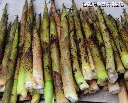 什么样的笋叫糯米笋 612c502548ff40858590a0fba16e5d9b.jpeg