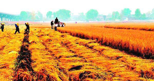 专家说粮价不会上涨，为何现在却涨价了？