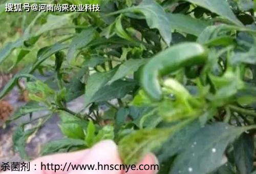 植株为什么会出现卷叶的现象?蔬菜如何注意螨虫的危害