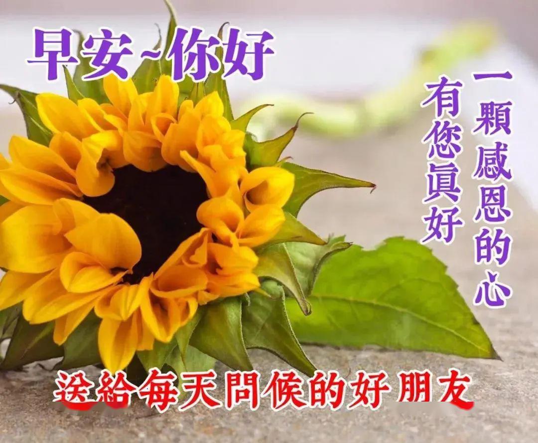 5月4日周一群发早上好问候祝福动态表情图片 5月最美早晨好问候表情