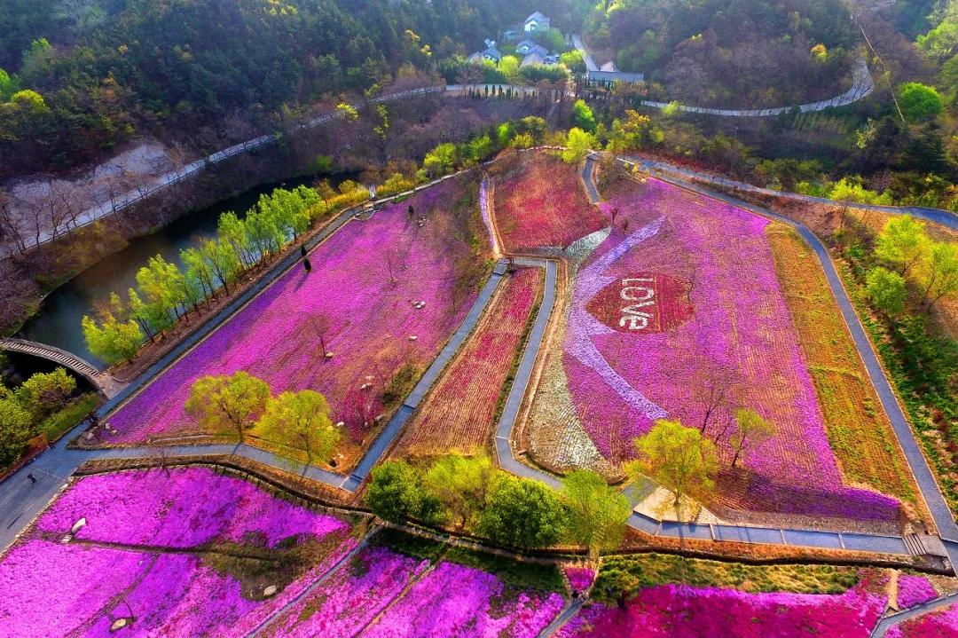 烟台十大赏花地推荐,快来提名你心仪的那片花海!