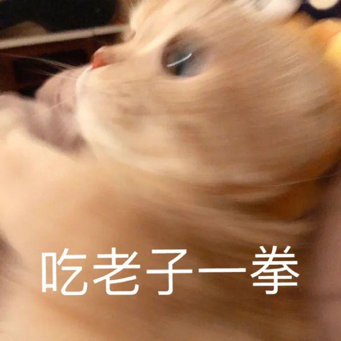 橘猫凭“吐舌头”撩倒200万粉丝，五月天阿信都顶不住