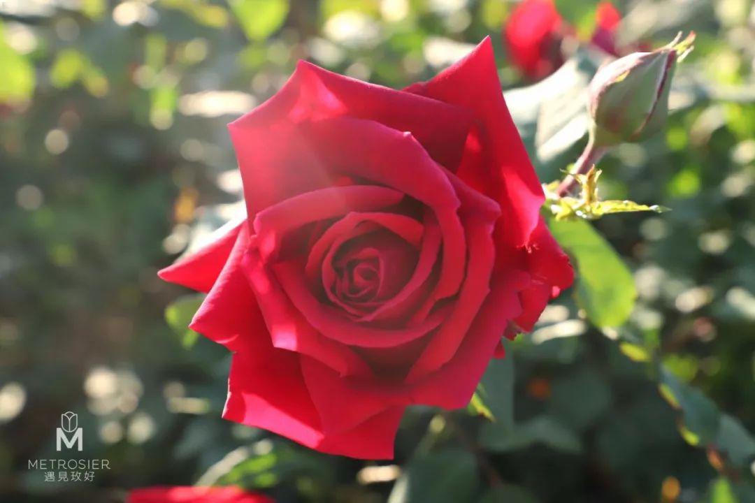 怎么做玫瑰花送给妈妈的 7a63595a31d341209d3e940c3aa7acc8.jpeg
