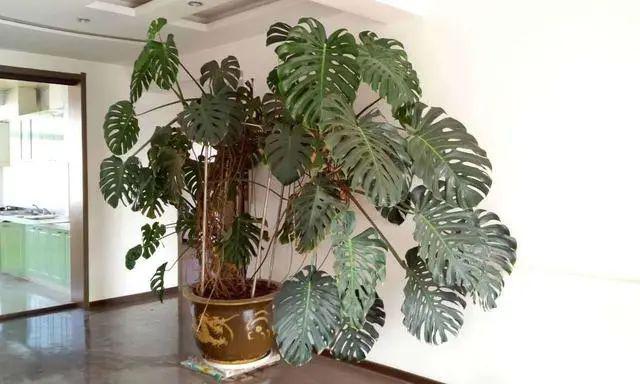 室内绿植推荐客厅龟背竹 7ab53025dbd042a69c8704158ee15496.jpeg