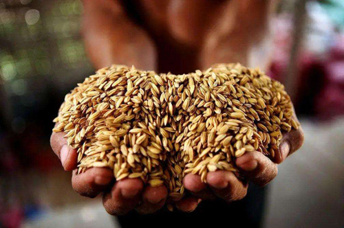 专家说粮价不会上涨，为何现在却涨价了？