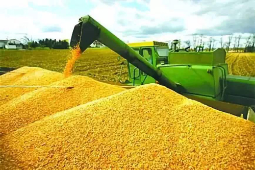 专家说粮价不会上涨，为何现在却涨价了？