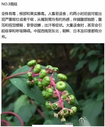 可以食用的野果 8bc040f08e7249829e19fd1ce0119fa7.jpeg