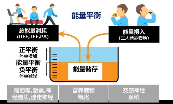 图四: 肥胖发病机制—能量平衡