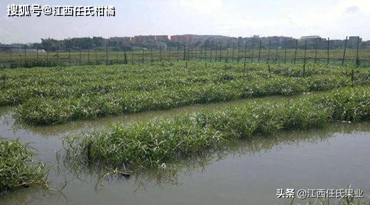 水上空心菜,水蕹菜的浮床是什么样子,怎么制作了?