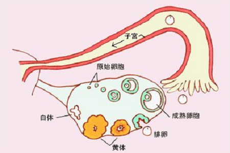 备孕时卵巢却不排卵罪魁祸首究竟是谁