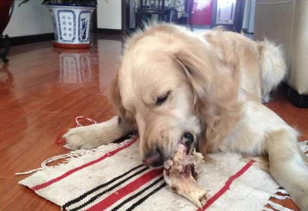 狗为啥喜欢吃骨头 a7c2c712dfe64420879637805084c54e.jpeg