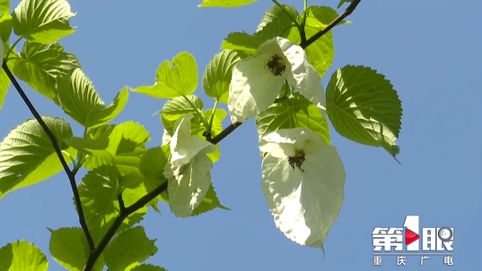 植物活化石野生珙桐花盛开枝头如白鸽飞舞