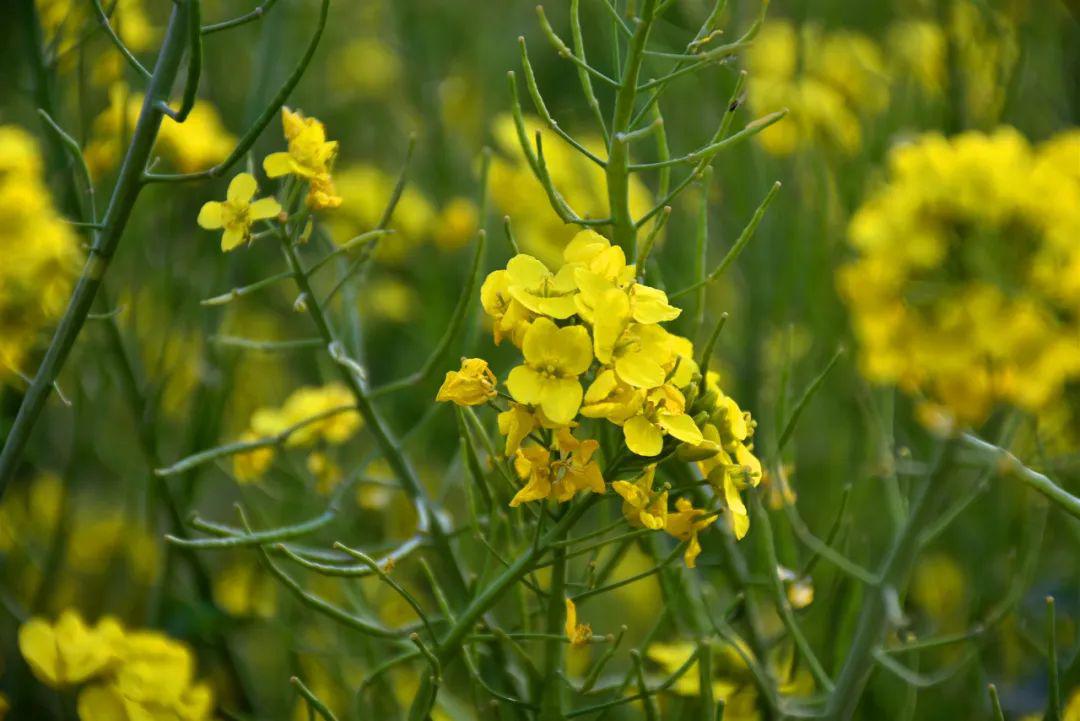 1500多亩油菜花进入盛花期