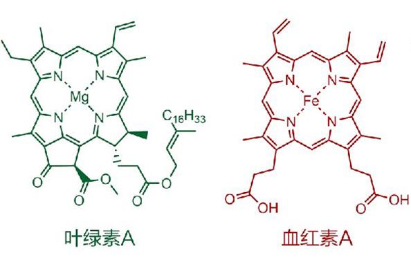 比如说在生命体中,非常常见的叶绿素和血红素都具有类似的结构.