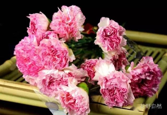 康乃馨之吻 来自搜狐网