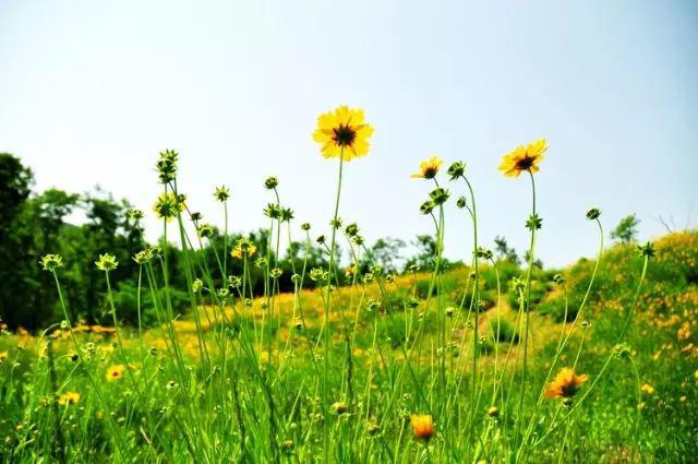 美图| 五四青年节:"我们是五月的花海"