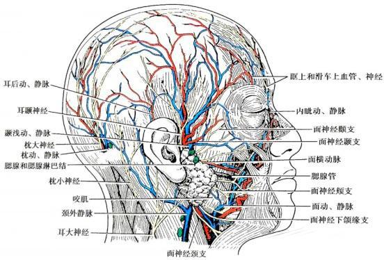 面部血管神经分布图，面部脂肪填充失败案例很多是因为注射问题造成的。