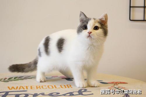 第一名,中华田园猫