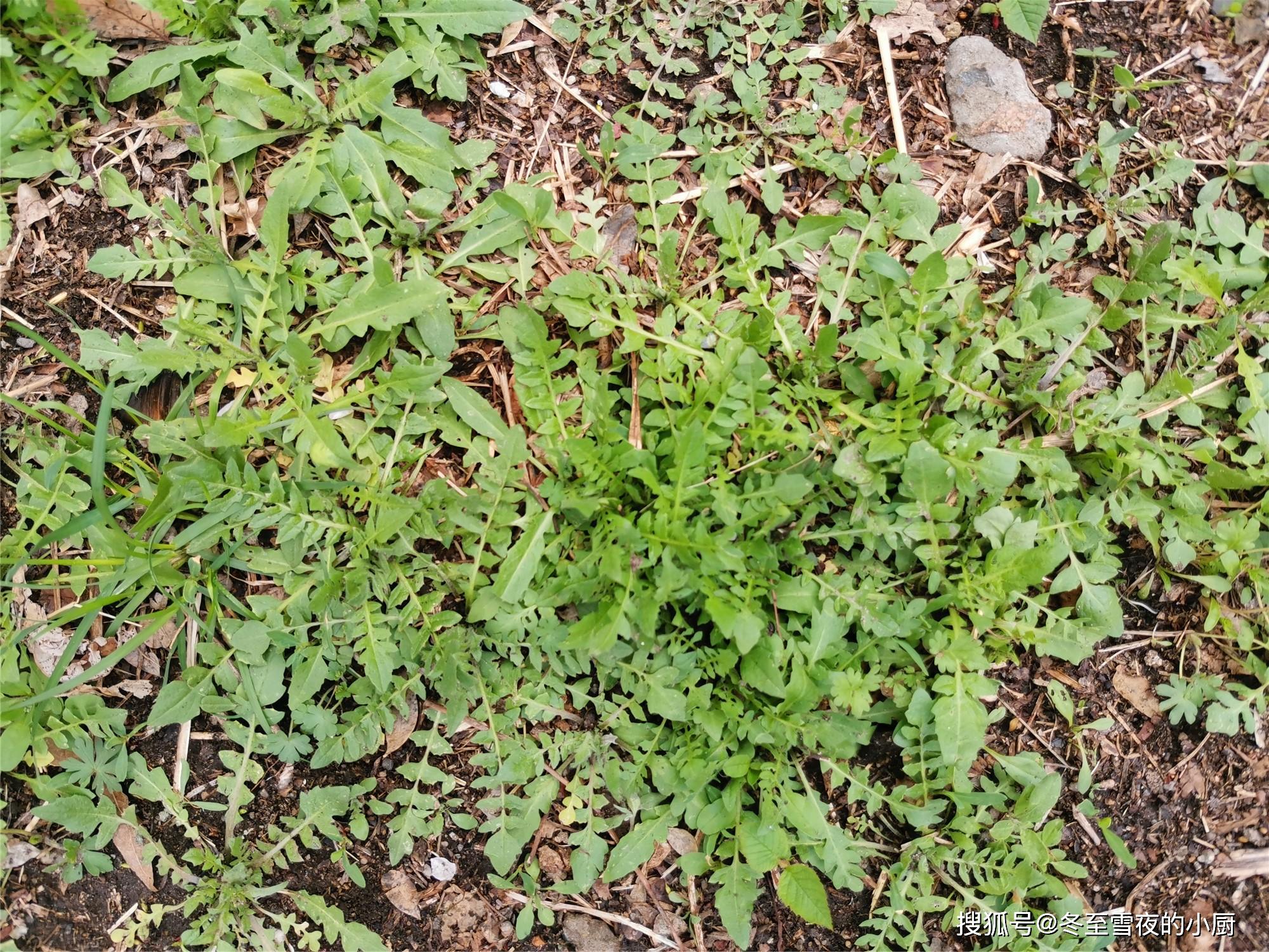 挖野菜教你荠菜和辣辣菜的区别放心吃别再搞错了