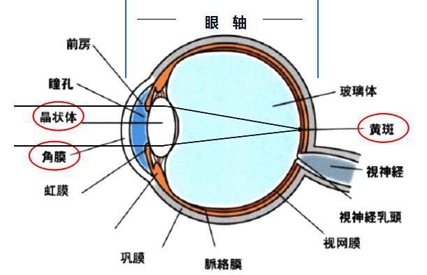 认识眼球结构  眼球发育概况 快速发育期:出生～3岁;眼轴16mm ～ 19.