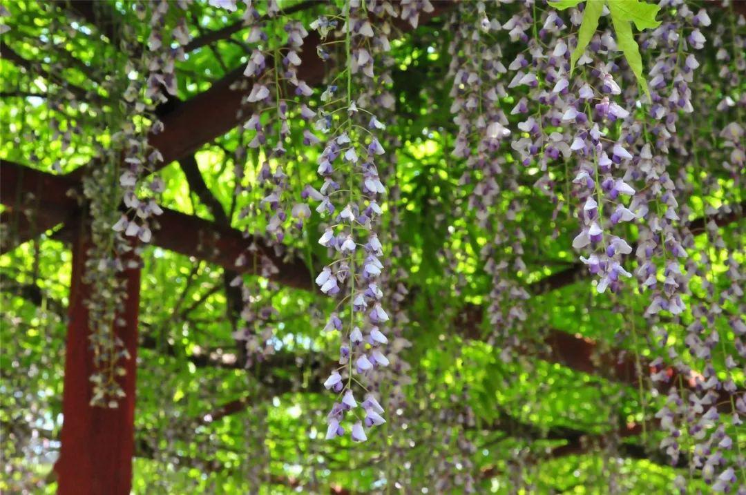 小嘉今天就来解锁一处小众紫藤观赏点→新城紫藤苑,它靠近高台路,依玛