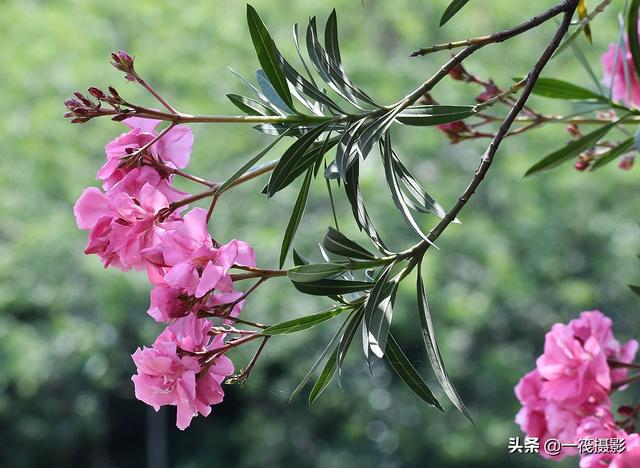 美丽却有毒的花卉——红花夹竹桃                  夹竹桃(学名