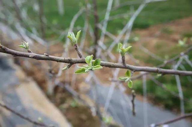 树是不是不发芽就不会生根 dd7a93314a4f4dbc87052875ca8a3616.jpeg