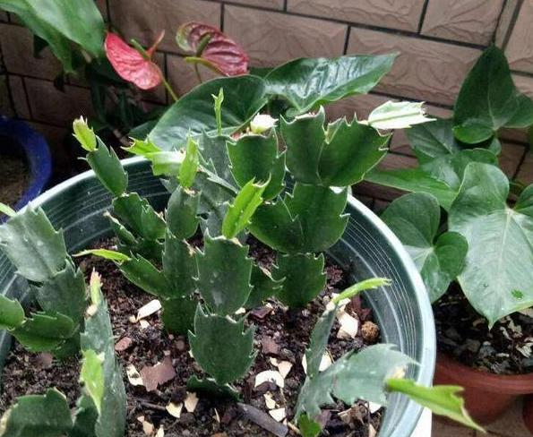 怎么养蟹爪兰会爆盆 e949a2e8cb5942b8bf6127e7e9790c41.png