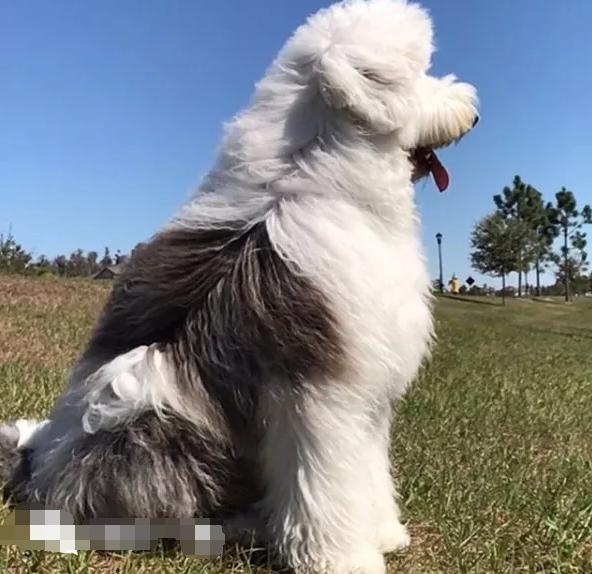 巨型古牧和迷你小泰迪生下来的混血狗成为一只合格治疗犬