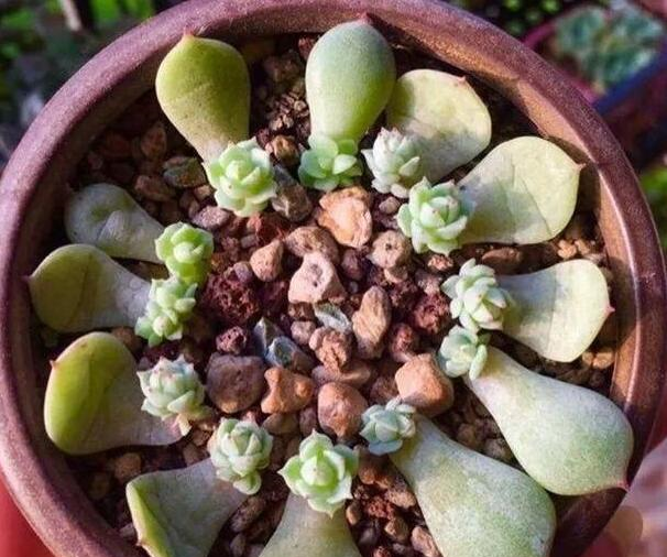 多肉叶插只生根不发芽怎么办 fb9dfaaaebeb4192906642c5760a122a.png