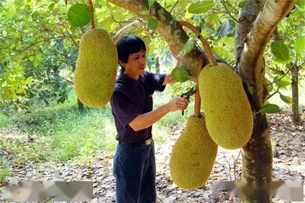 保亭是一个"花花世界",看好罗!_菠萝蜜