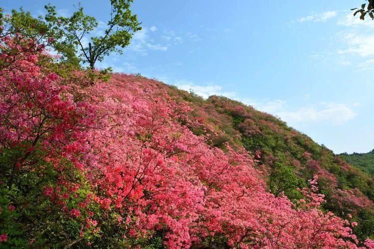 野生映山红