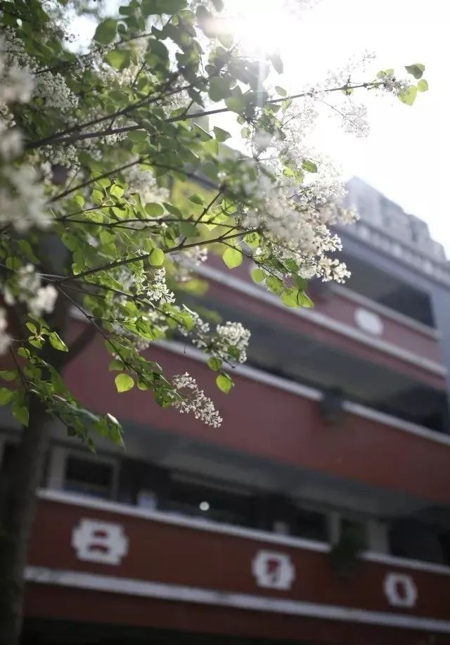 五月：美丽的丁香校园欢迎你