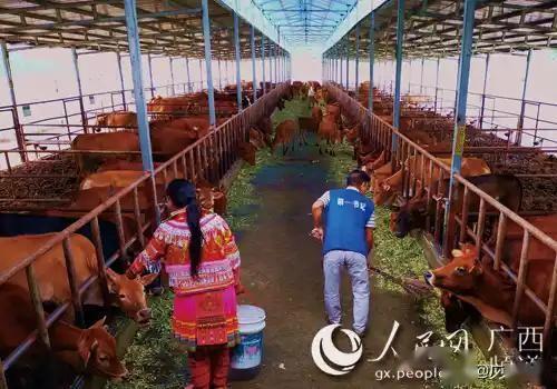 广西西林县多少人口_广西西林县地图