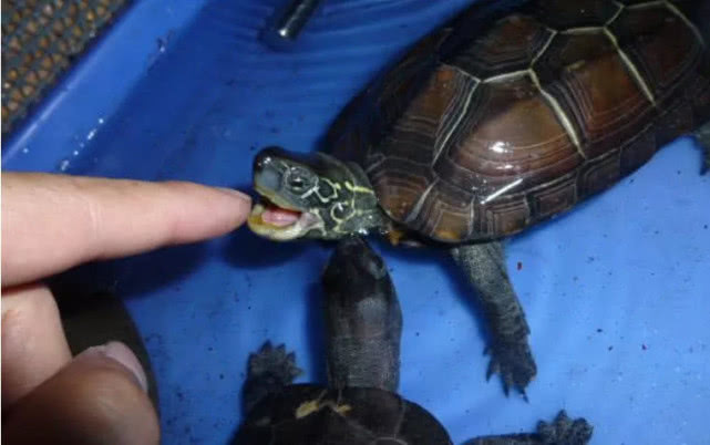 除了用东西碰鼻子之外,还有一个方法也能让乌龟松口