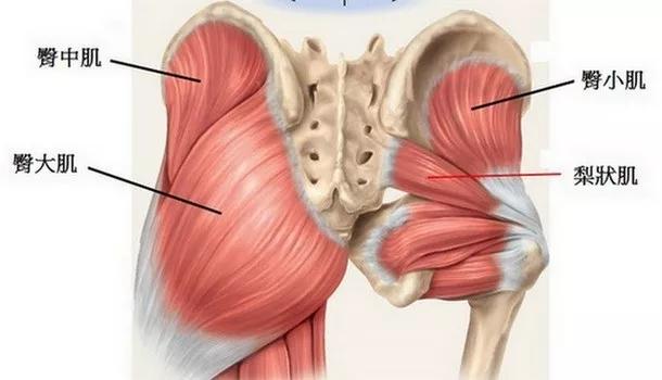 文章导读 1,臀中肌的解剖与激痛点 2,评估与处理臀中肌疼痛的7个步骤